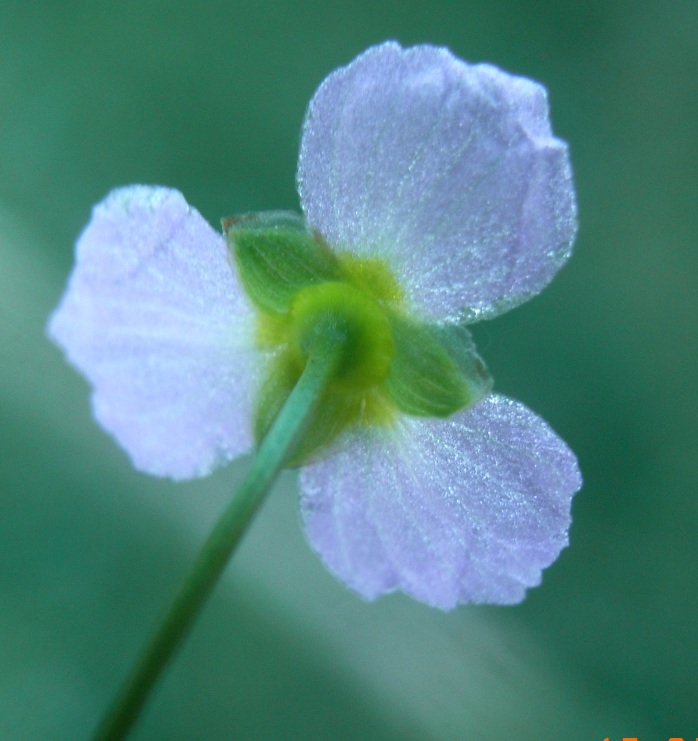 lungo il canale - Alisma plantago-aquatica